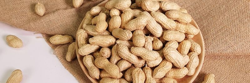 QINGDAO GOLDEN ROCK NUTS CO LTD - supplier and manufacturer from 중국