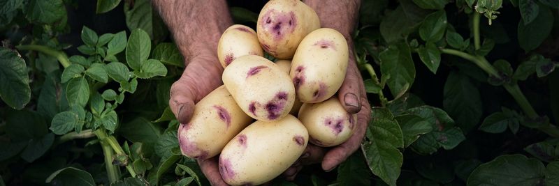 SA Potato Co - supplier and manufacturer from 호주