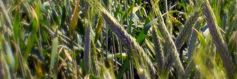 WEST GAINES SEED INC - supplier and manufacturer from United States