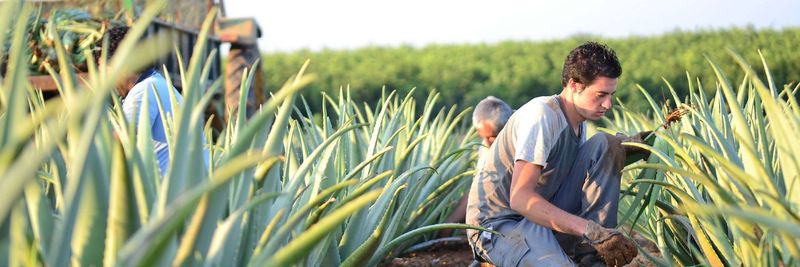 Las Coronas Aloe Vera - supplier and manufacturer from 스페인