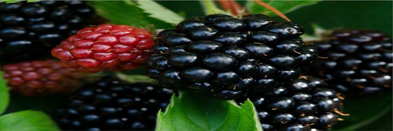 Markus Leicht Farm (MaLe Seed Trade) - supplier and manufacturer from 독일