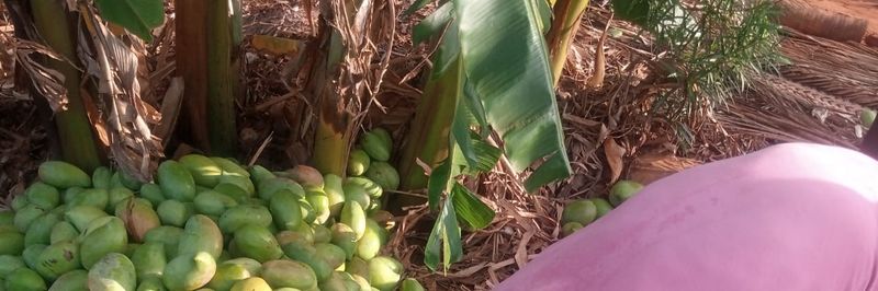 Mina Global Foods Supplies LLC - supplier and manufacturer from United States