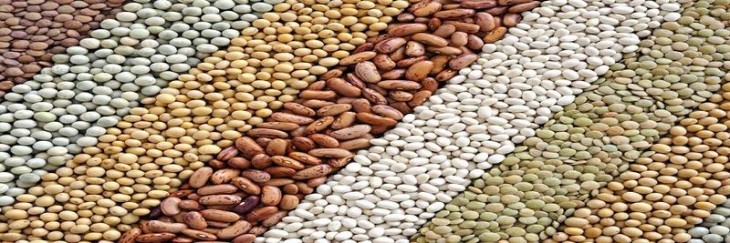 Eurasia Agro - supplier and manufacturer from 카자흐스탄