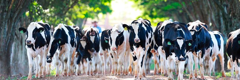 Leite Fazenda Bela Vista Ltda - supplier and manufacturer from 브라질
