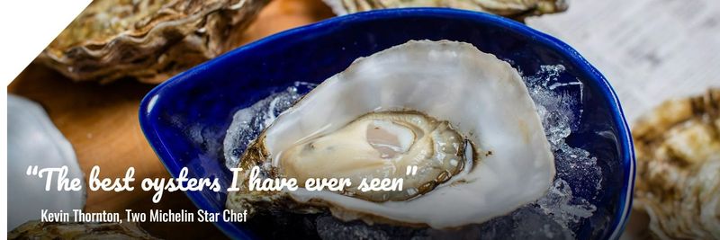 Achill Oysters - supplier and manufacturer from Ireland