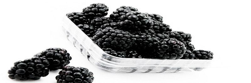 Total Fresh - supplier and manufacturer from 과테말라