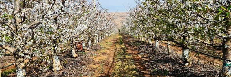 ZZ2 Farming - supplier and manufacturer from South Africa