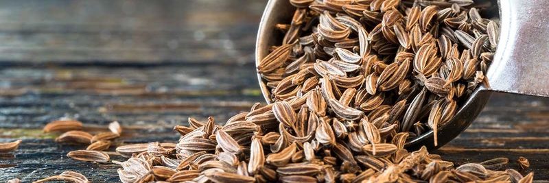 East Med Crops - supplier and manufacturer from 시리아