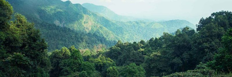 Gisovu Tea Company - supplier and manufacturer from 르완다