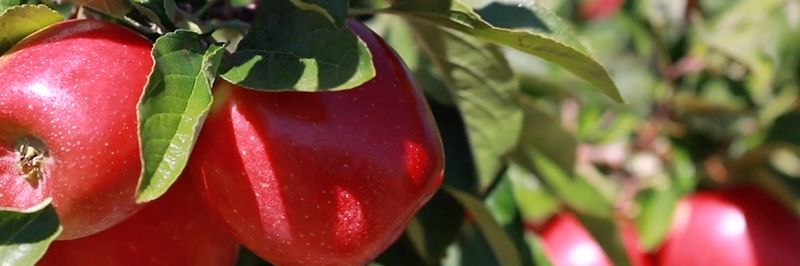 CONJUNTFRUIT - supplier and manufacturer from 스페인