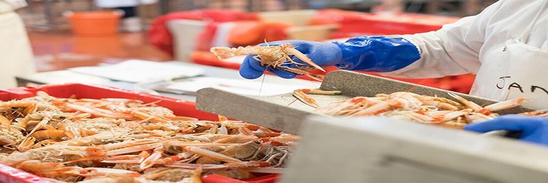 Braehead (SFO Enterprises) Ltd - supplier and manufacturer from United Kingdom