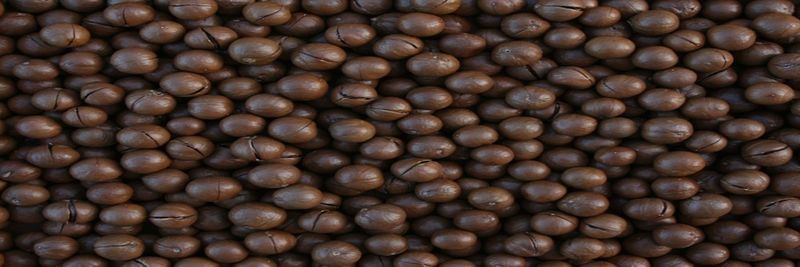 Afrimac Nut Company Ltd - supplier and manufacturer from 케냐