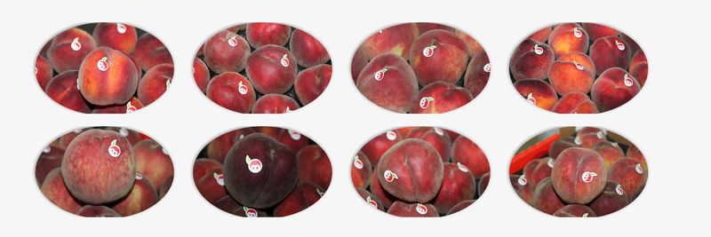 DOMAINES AGRICOLES BENZIT - supplier and manufacturer from Morocco