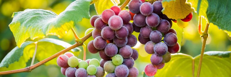 Meier's Wine Cellars, Inc. - supplier and manufacturer from 미국