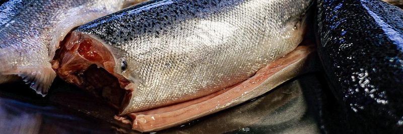 New Nottorf smoked fish GmbH & Co. KG - supplier and manufacturer from 독일