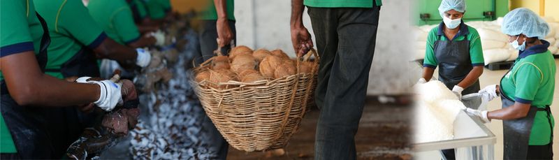 Coco Ceylon Exports (Pvt) Ltd - supplier and manufacturer from 스리랑카