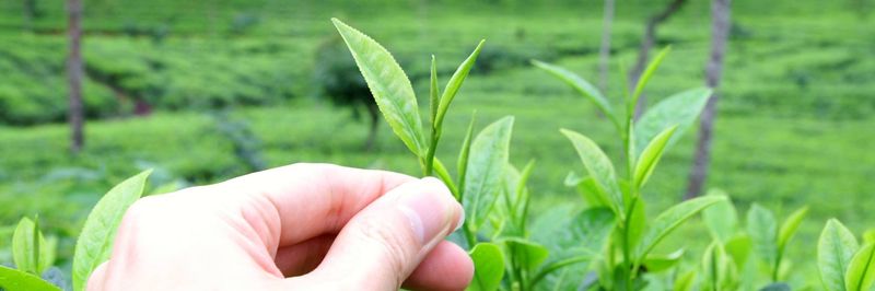 Halpe Tea - UHE Exports - supplier and manufacturer from 스리랑카