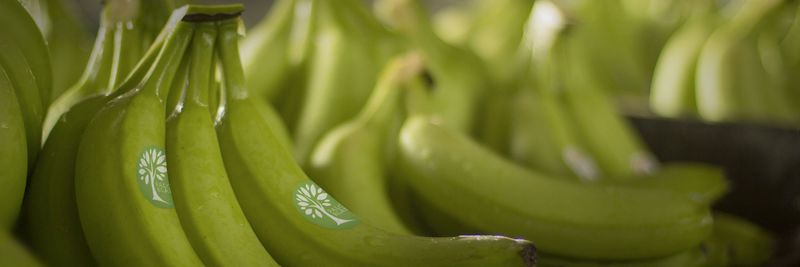Palo Blanco Fresh Foods - supplier and manufacturer from 과테말라