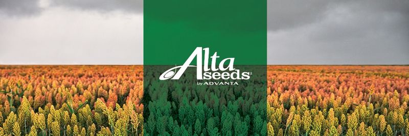 Alta Seeds/Advanta Us. - supplier and manufacturer from United States