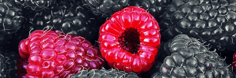 Scenic Fruit Company - US - supplier and manufacturer from United States