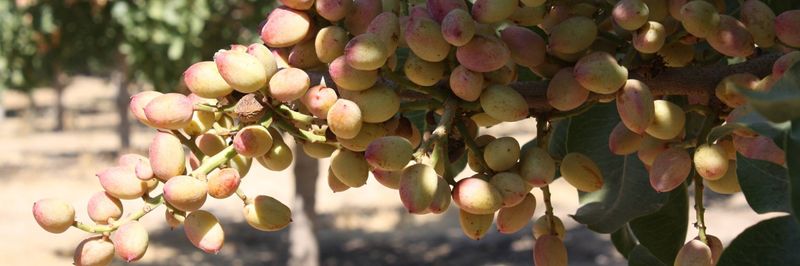Yurosek Farms - supplier and manufacturer from 미국