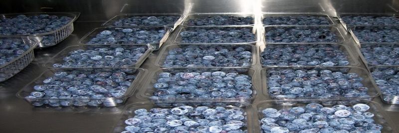 Dew Process - supplier and manufacturer from South Africa