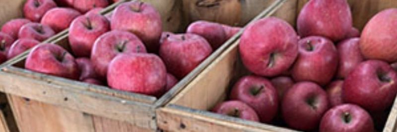 Sams Fruit Co., Ltd. - supplier and manufacturer from 대만