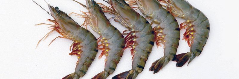 Pacific Harvest Seafoods, Inc. - supplier and manufacturer from United States