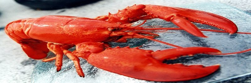 NFOOD AS - supplier and manufacturer from Norway