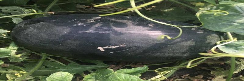 Hebei Shuangxing Seeds Co., Ltd. - supplier and manufacturer from China