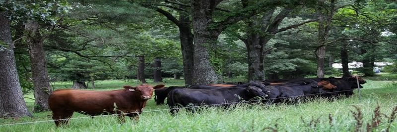 Home Place Pastures - supplier and manufacturer from United States