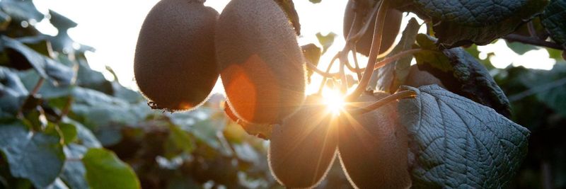Kiwi Greensun, SA - supplier and manufacturer from Portugal