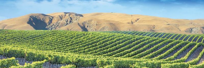 SUNVIEW VINEYARDS OF CALIFORNIA - supplier and manufacturer from 미국