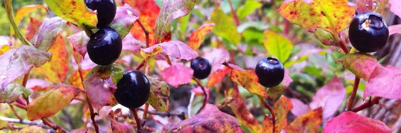 Larchwood Farms LLC - supplier and manufacturer from 미국