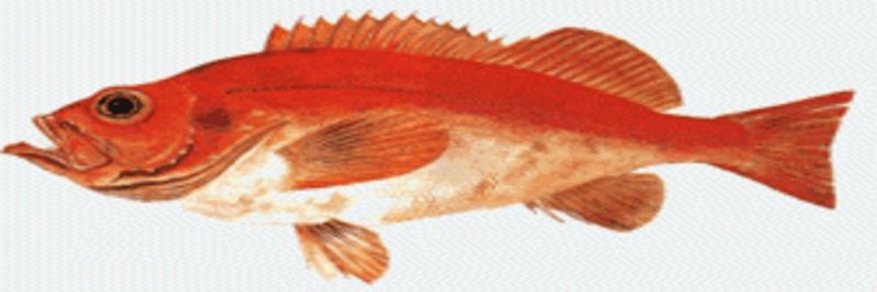 NORSK HAVFISK AS - supplier and manufacturer from 노르웨이