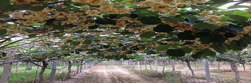 Agricultural Cooperative of Nestos - supplier and manufacturer from Greece