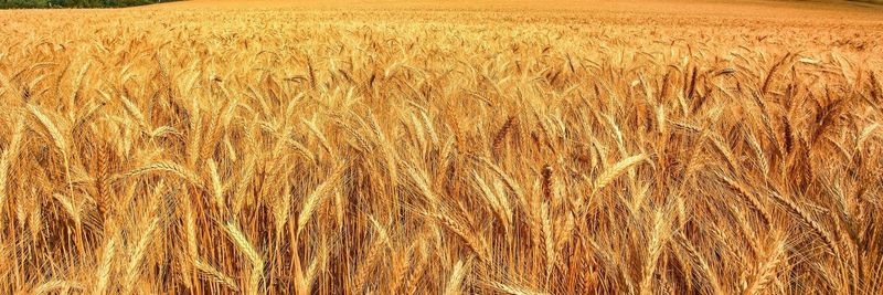 AgroDev Group - supplier and manufacturer from 아랍 에미리트 연합국