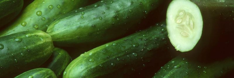 Garcia Fresh Vegetables - supplier and manufacturer from 미국
