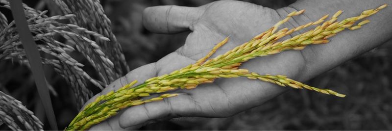SL Agrifood Corporation - supplier and manufacturer from Philippines