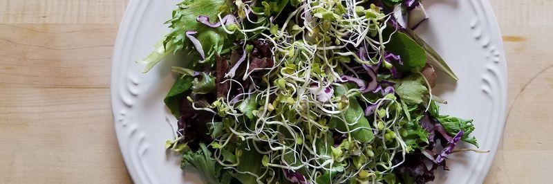 Potomac Sprout Company - supplier and manufacturer from United States