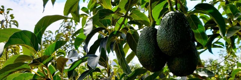 Agricola Pampa Baja S.A.C. - supplier and manufacturer from 페루