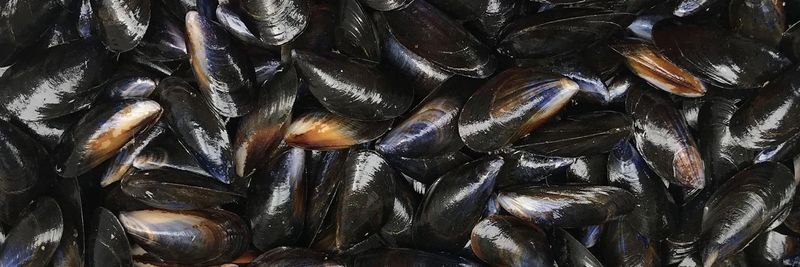 Connemara Seafoods Frozen Ltd - supplier and manufacturer from 아일랜드