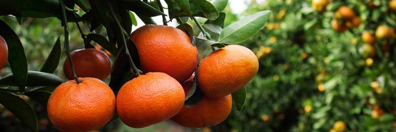 Sundays River Citrus Company (Pty) Ltd (SRCC) - supplier and manufacturer from 남아프리카공화국