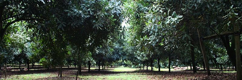 Kenya Nut Company Limited - supplier and manufacturer from Kenya