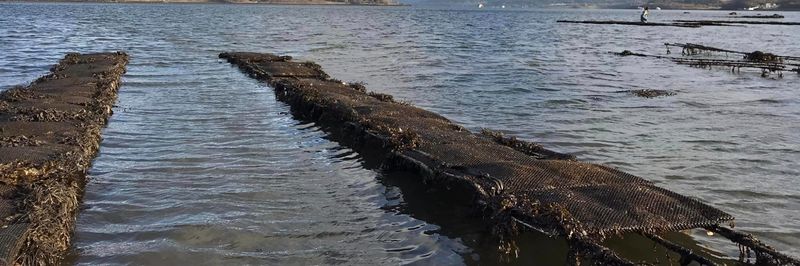 The Caledonian Oyster Company Limited - supplier and manufacturer from United Kingdom
