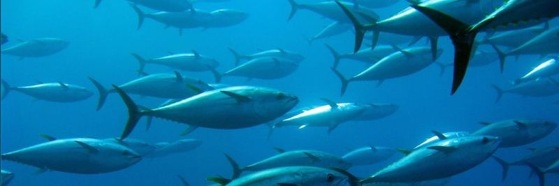 JENSEN TUNA - supplier and manufacturer from United States