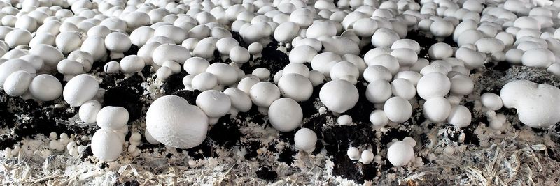 Mercajara - supplier and manufacturer from Spain