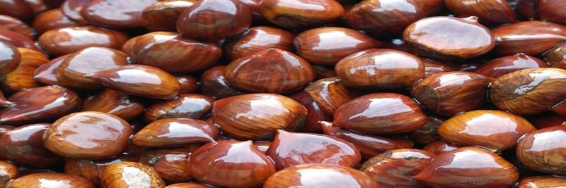 Castagne Perrotta - supplier and manufacturer from Italy