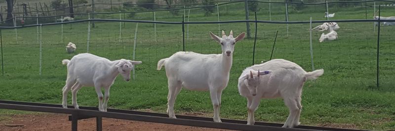 Rockvale Cheesery - supplier and manufacturer from 남아프리카공화국