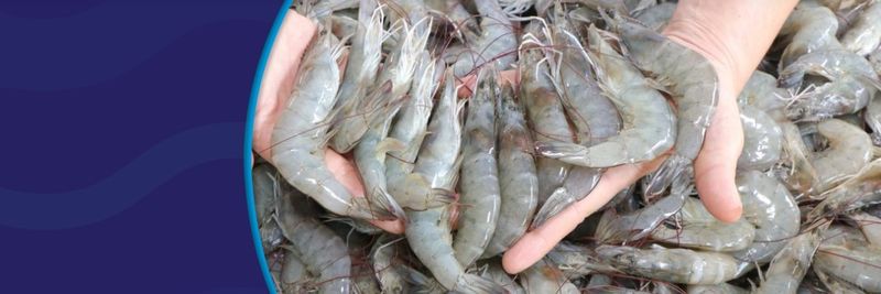 CAMARSUR - supplier and manufacturer from 온두라스
